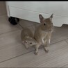 8月生まれメスのデグーちゃん サムネイル3