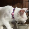 ブルーの瞳がチャームポイント サムネイル5