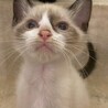 ピノくん