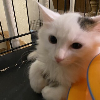 マイケルくん