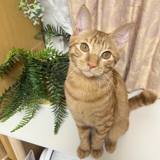 性格ハナマル❤️ベタナレ茶トラ