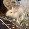 おす一羽