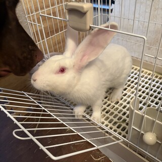 おす一羽