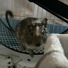 デグー アグーチパイド 男の子