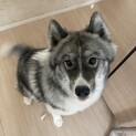 サモエドハスキーMIX里親募集です