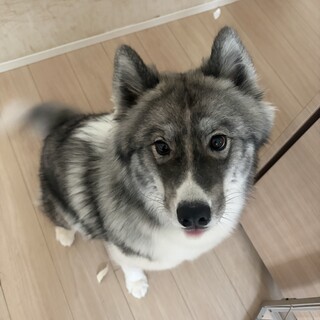 サモエドハスキーMIX里親募集です
