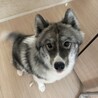 サモエドハスキーMIX里親募集です サムネイル1