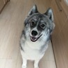サモエドハスキーMIX里親募集です サムネイル2