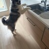 サモエドハスキーMIX里親募集です サムネイル3