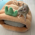8月生まれメスのデグーちゃん