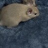 8月生まれメスのデグーちゃん サムネイル4