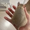 8月生まれメスのデグーちゃん サムネイル6