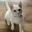 ブルーの瞳がチャームポイント