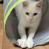 ブルーの瞳がチャームポイント サムネイル2