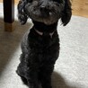 黒トイプー　6歳男の子ゆきちゃん サムネイル2