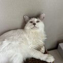 フワフワ　穏やか男子！