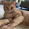 猫ちゃんのお友達と仲良く遊べるラキくん♡!!