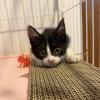 まつり