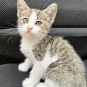 元気な膝乗り美猫♡ 翠（すい）ちゃん