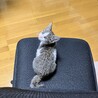元気な膝乗り美猫♡ 翠（すい）ちゃん サムネイル4