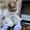 元気な膝乗り美猫♡ 翠（すい）ちゃん サムネイル7