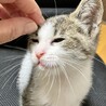 元気な膝乗り美猫♡ 翠（すい）ちゃん サムネイル3