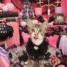 多頭OK◎甘えん坊さんのガーフィ♡！！男の子！ サムネイル2