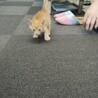 茶トラ　男の子　（生後1ヶ月未満　330g） サムネイル2