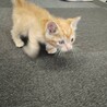 茶トラ　男の子　（生後1ヶ月未満　330g） サムネイル3