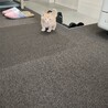 茶トラ　男の子　（生後1ヶ月未満　330g） サムネイル4