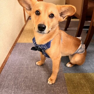 大人しいけど警戒心強い屋久島犬