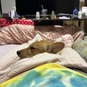 大人しいけど警戒心強い屋久島犬 サムネイル2