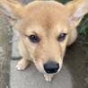 大人しいけど警戒心強い屋久島犬 サムネイル3