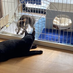 ちょっと寂しねココさん　　保護した子猫のお別れ