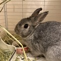 1歳8ヶ月 ミニウサギの男の子です！