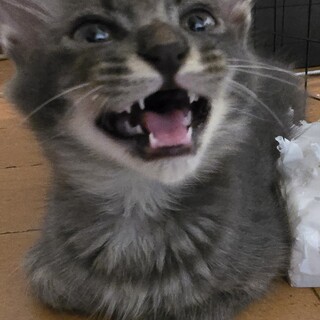 茶トラ、キジトラ、黒猫、チョコ色