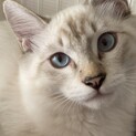アナベルくん