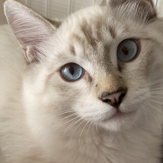 アナベルくん