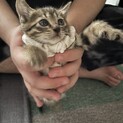 キジトラ オス