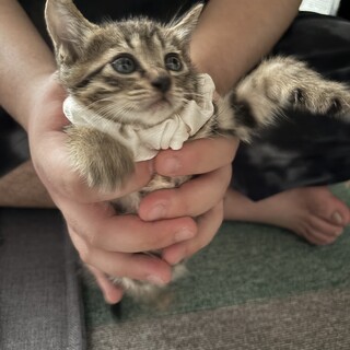 キジトラ オス