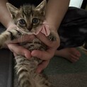キジトラ メス