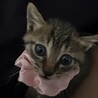 キジトラ メス サムネイル2