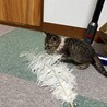 キジトラ メス サムネイル3