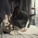 白黒 オス