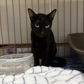 黒猫 メス