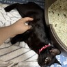 黒猫 メス サムネイル2