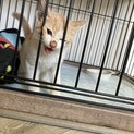 ずっとついてきた甘えん坊の子猫♡里親さん募集中