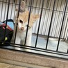 ずっとついてきた甘えん坊の子猫♡里親さん募集中 サムネイル2