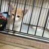 ずっとついてきた甘えん坊の子猫♡里親さん募集中 サムネイル3
