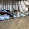 ずっとついてきた甘えん坊の子猫♡里親さん募集中 サムネイル4